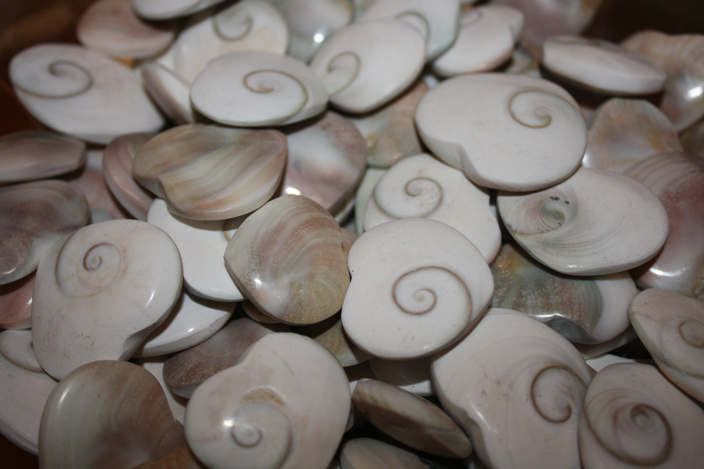 Shiva Shell Hearts